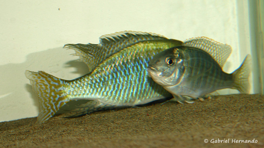 Lethrinops sp. "Red Cap Tanzania", en phase de reproduction (chez moi, mars 2006)