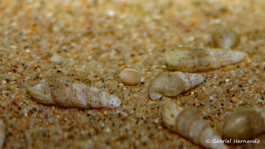 Lethrinops sp. "Red Cap Tanzania", un œuf égaré (chez moi, mars 2006)