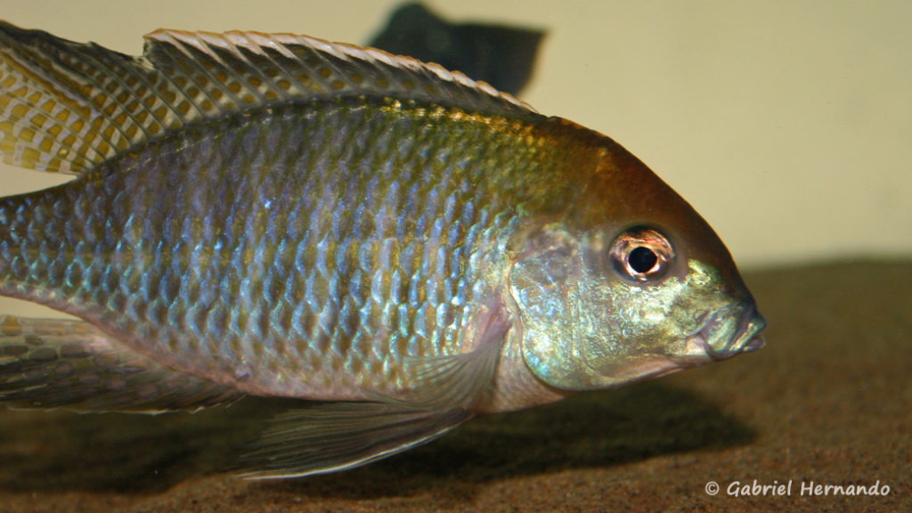Lethrinops sp. "Red Cap Tanzania", mâle (chez moi, mars 2006)