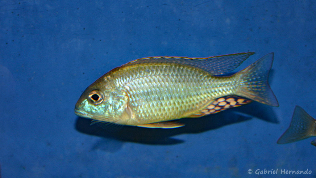 Lethrinops sp. "mbasi" (Verduijn Cichlids, mars 2006)