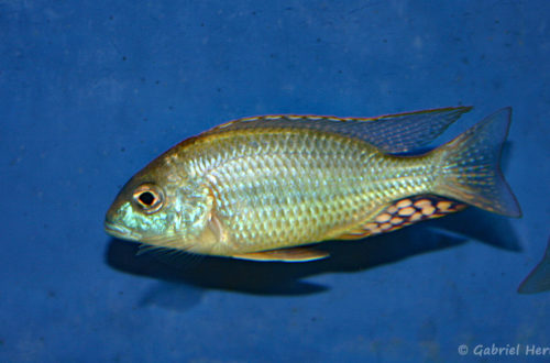 Lethrinops sp. "mbasi" (Verduijn Cichlids, mars 2006)