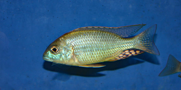 Lethrinops sp. "mbasi" (Verduijn Cichlids, mars 2006)