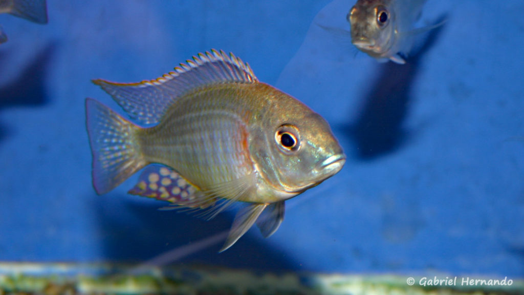 Lethrinops sp. "mbasi" (Verduijn Cichlids, mars 2006)