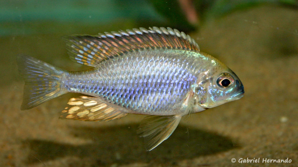 Lethrinops sp. "nyassae Mbawa", mâle (chez moi, octobre 2007)