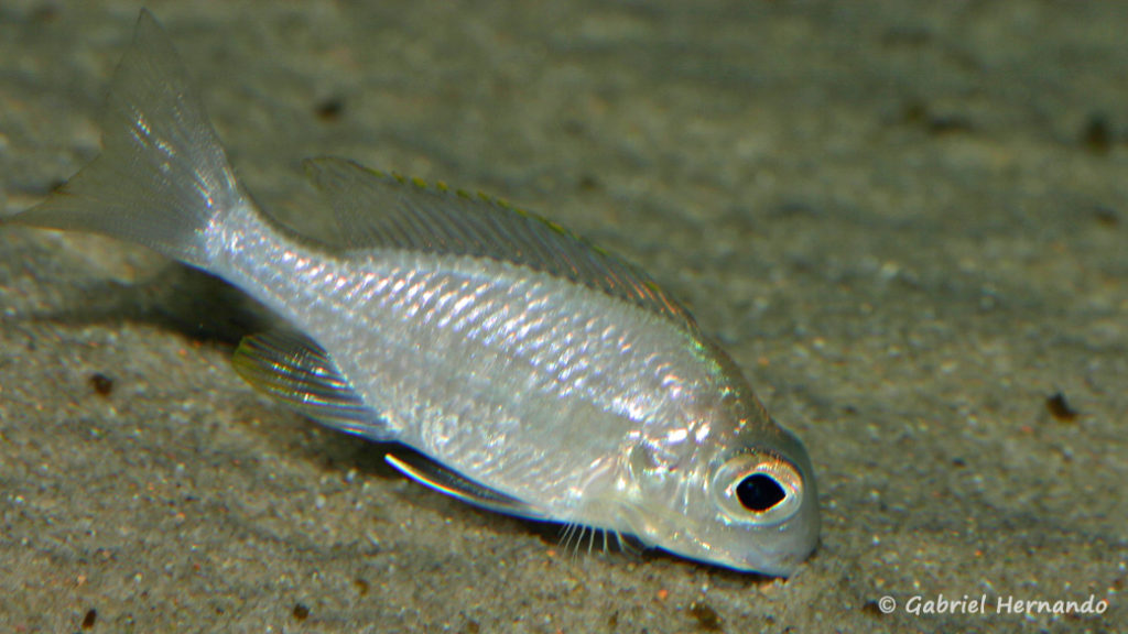 Lethrinops sp. "nyassae Mbawa", femelle (Club aquariophile de Vernon, avril 2008)