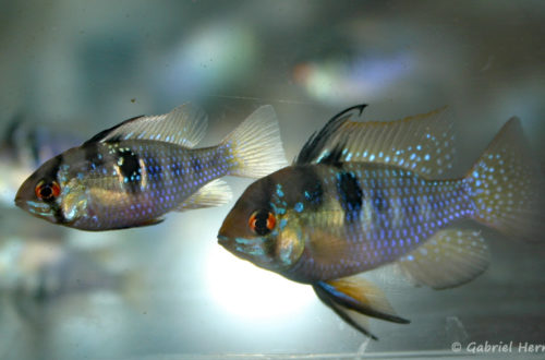 Mikrogeophagus ramirezi (Vichy, congrès AFC 2007)