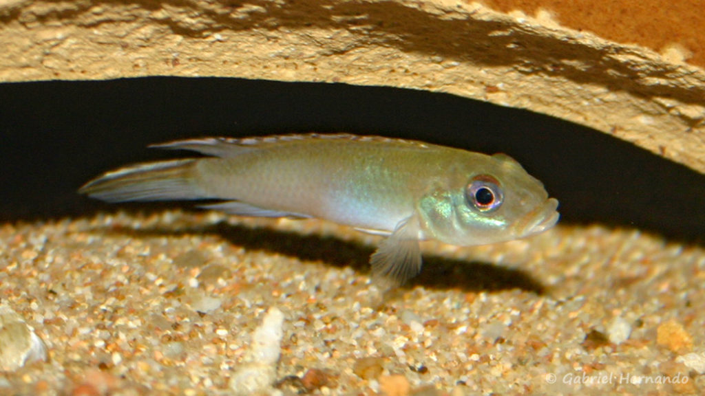 Nanochromis parilus (club aquariophile de Vernon, septembre 2007)