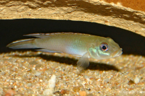 Nanochromis parilus (club aquariophile de Vernon, septembre 2007)