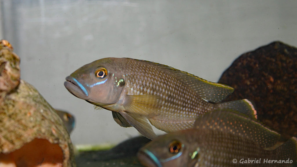 Neolamprologus callipterus (Verduijn Cichlids, Pays Bas, mars 2006)