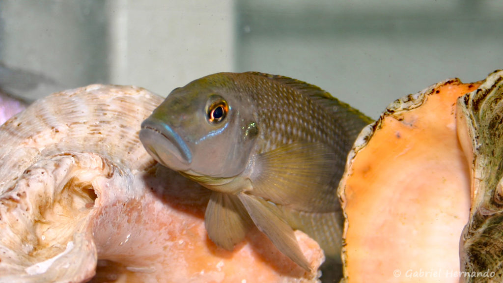 Neolamprologus callipterus (Verduijn Cichlids, Pays Bas, mars 2006)