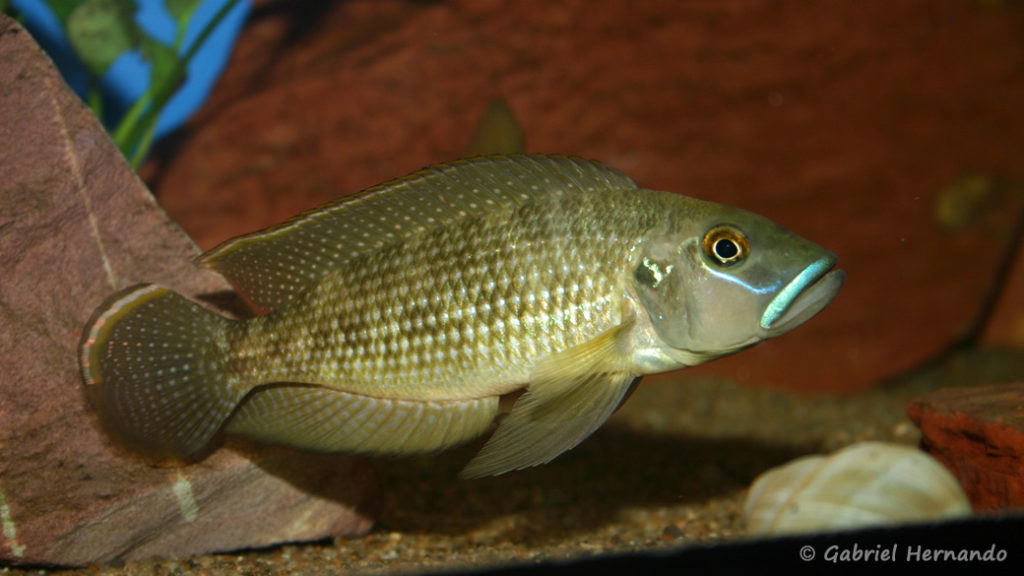 Neolamprologus callipterus (chez Gilles Garrier, décembre 2006)