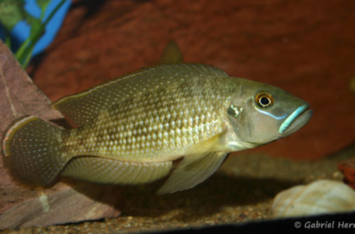 Neolamprologus callipterus (chez Gilles Garrier, décembre 2006)