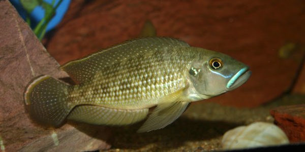 Neolamprologus callipterus (chez Gilles Garrier, décembre 2006)