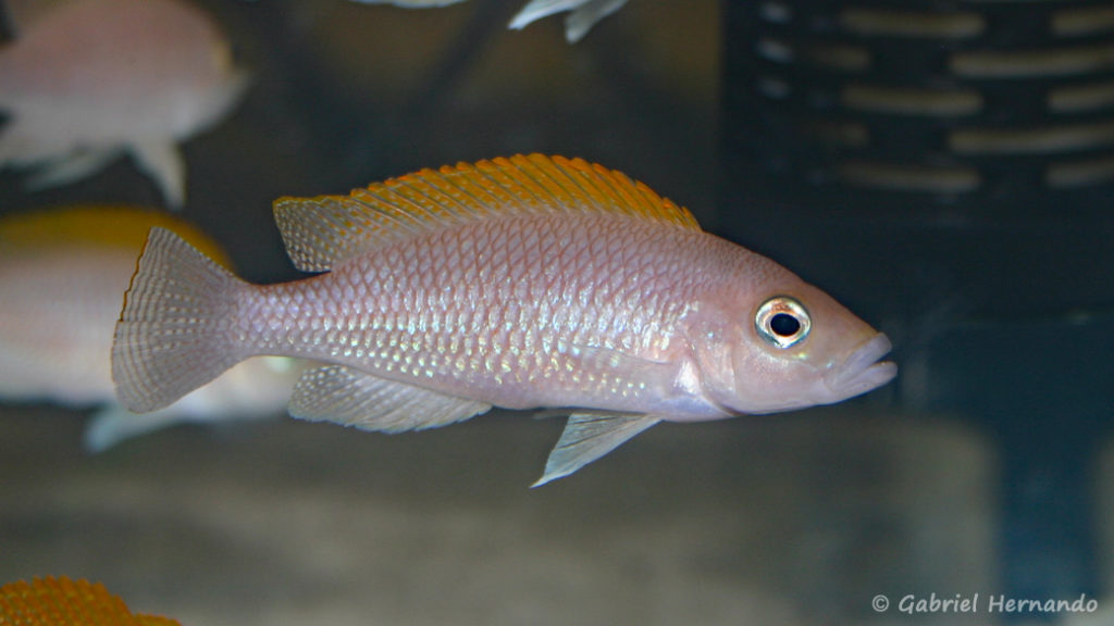 Neolamprologus caudopunctatus (Vichy, congrès AFC 2007)