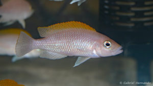Neolamprologus caudopunctatus (Vichy, congrès AFC 2007)