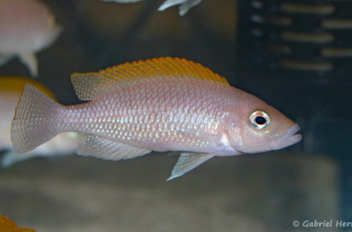 Neolamprologus caudopunctatus (Vichy, congrès AFC 2007)