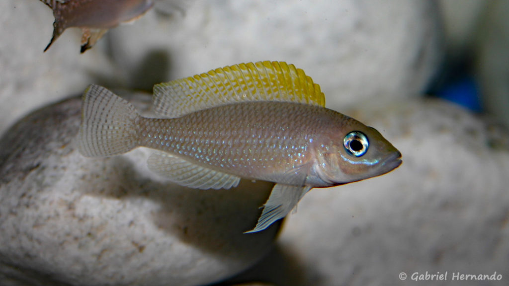 Neolamprologus caudopunctatus, variété de Kapampa (chez Gilles Garrier, décembre 2006)