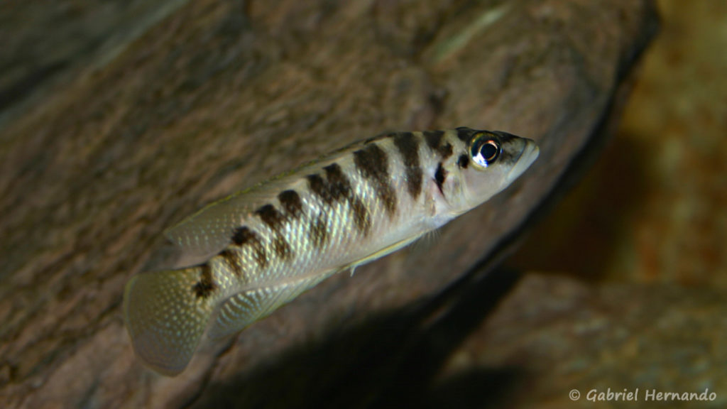 Neolamprologus fasciatus (chez Gilles Garrier, décembre 2006)