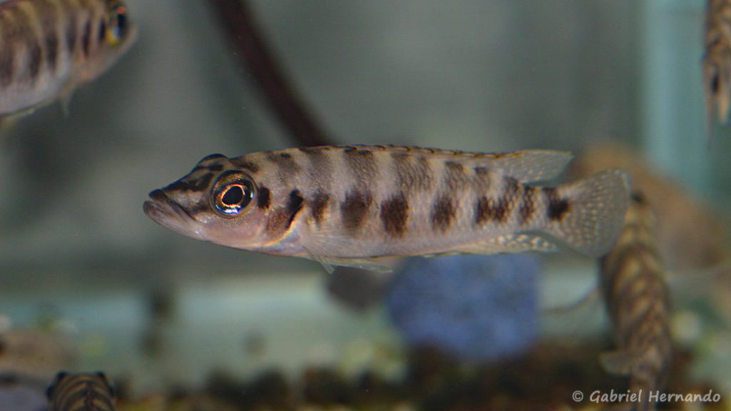 Neolamprologus fasciatus (Abysse, mars 2010)