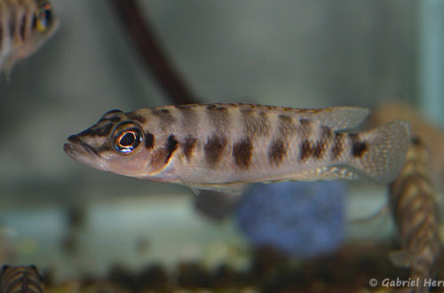 Neolamprologus fasciatus (Abysse, mars 2010)