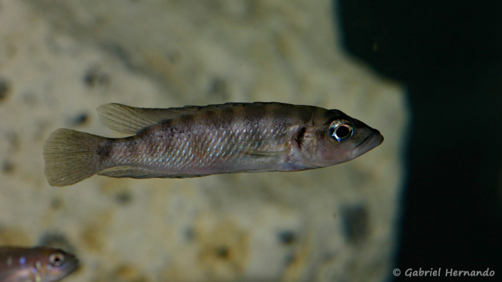 Neolamprologus fasciatus, variété du Burundi (chez Vincent Chamayou, septembre 2009)