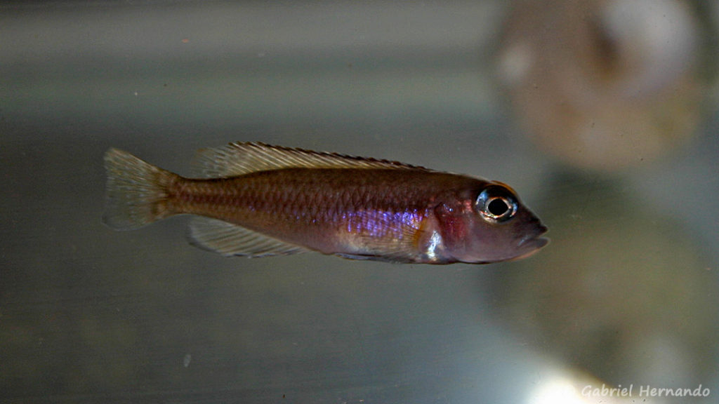 Neolamprologus ornatipinnis (Vichy, congrès AFC, octobre 2005)