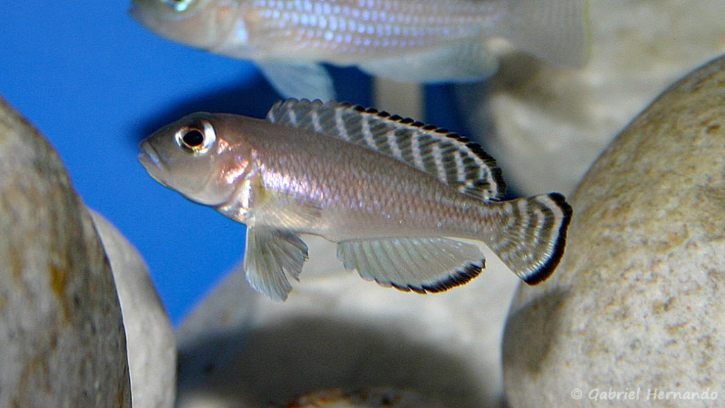 Neolamprologus ornatipinnis (chez Gilles Garrier, novembre 2007)