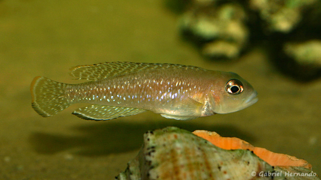 Neolamprologus ornatipinnis (Aqua Beek, Pays Bas, mars 2008)