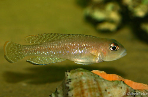 Neolamprologus ornatipinnis (Aqua Beek, Pays Bas, mars 2008)