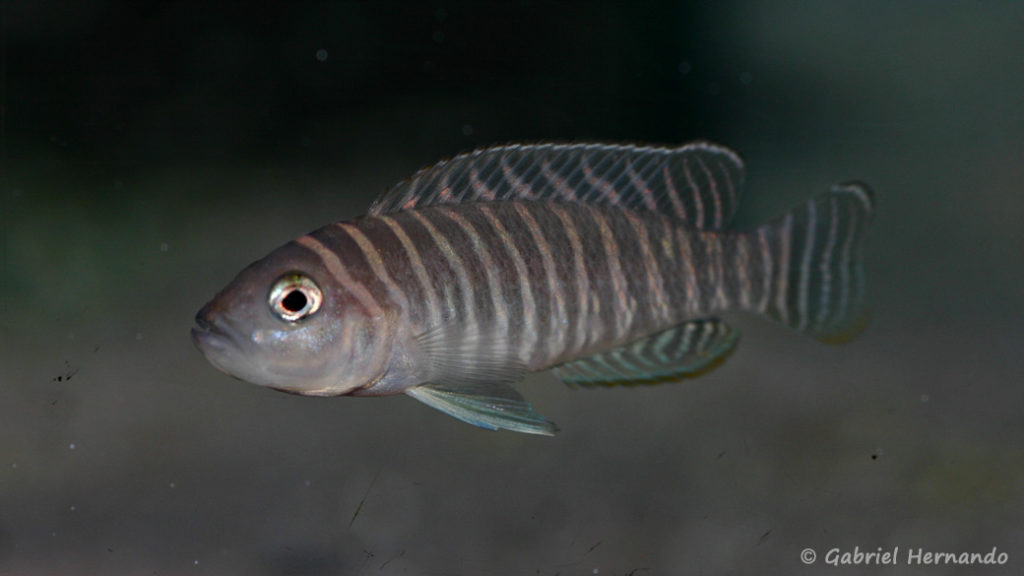 Neolamprologus similis (Aqua Treff, mars 2011)