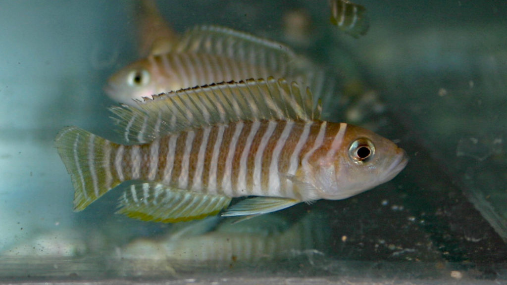 Neolamprologus similis (Vichy, congrès AFC, octobre 2005)