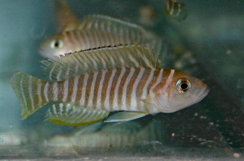 Neolamprologus similis (Vichy, congrès AFC, octobre 2005)