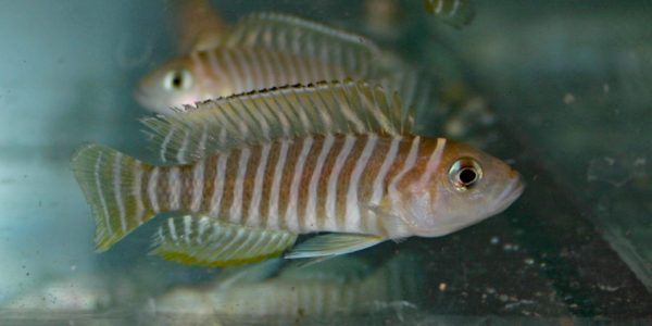 Neolamprologus similis (Vichy, congrès AFC, octobre 2005)