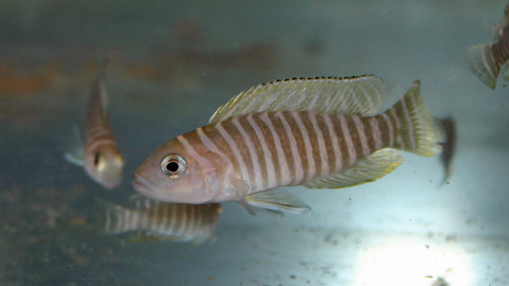 Neolamprologus similis (Vichy, congrès AFC, octobre 2005)