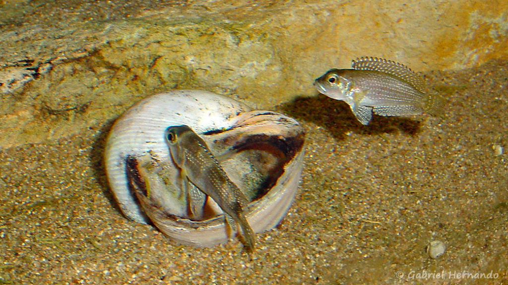 Couple de Neolamprologus stappersi (chez moi, mai 2004)