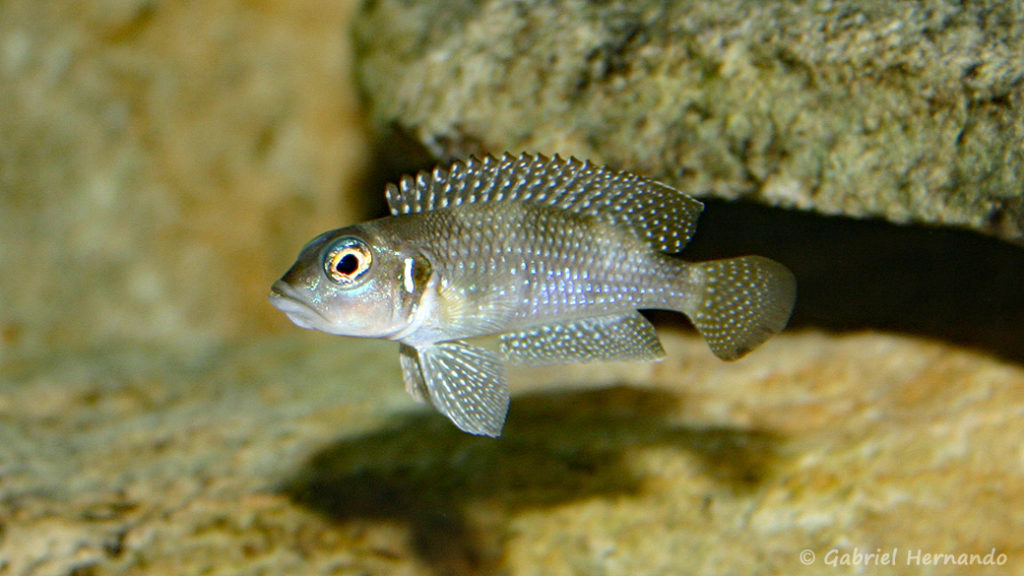 Neolamprologus stappersi (chez moi, juin 2004)