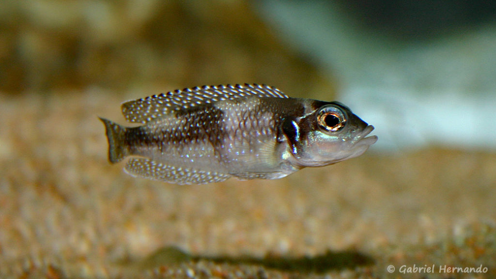 Neolamprologus stappersi (chez moi, juin 2004)