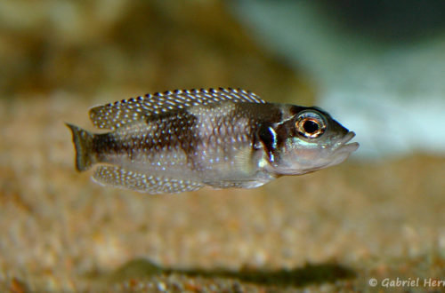 Neolamprologus stappersi (chez moi, juin 2004)