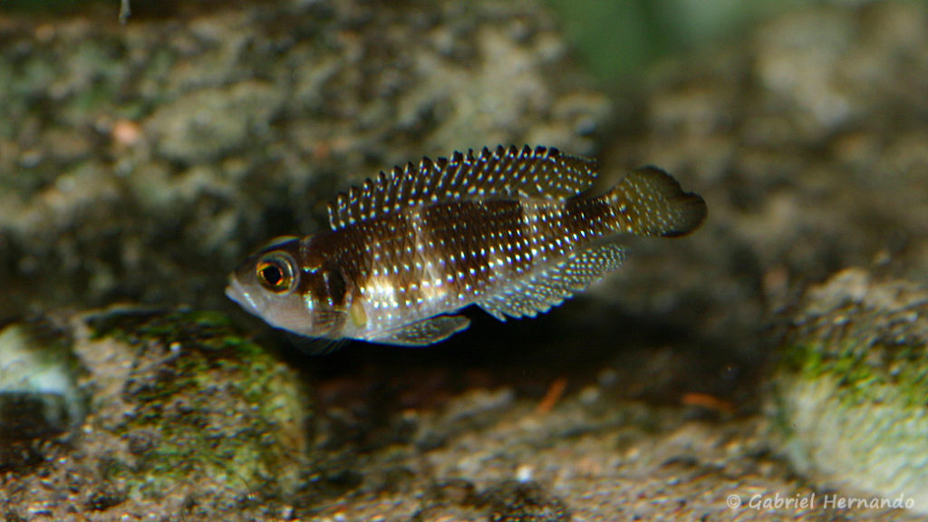 Neolamprologus stappersi (chez Mike Pfann, Suisse, décembre 2008)