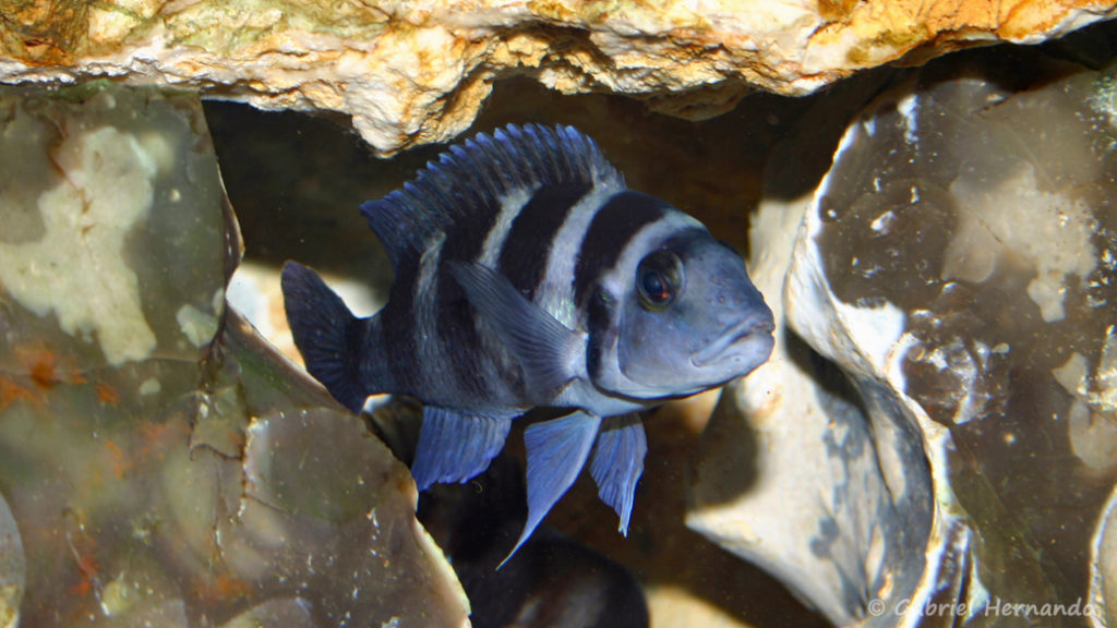 Neolamprologus tretocephalus (chez Gilles Garrier, décembre 2006)