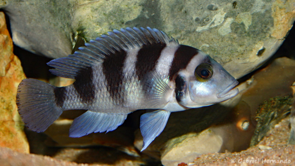 Neolamprologus tretocephalus (chez Gilles Garrier, novembre 2007)