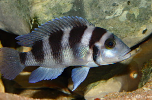 Neolamprologus tretocephalus (chez Gilles Garrier, novembre 2007)