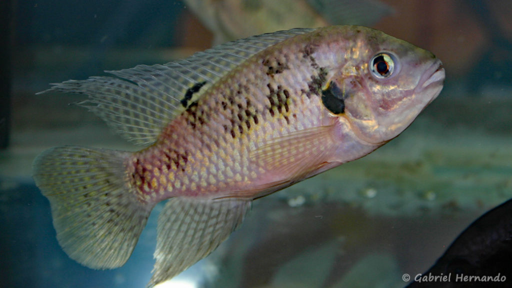 Pelmatochromis nigrofasciatus (Vichy, congrès AFC 2007)