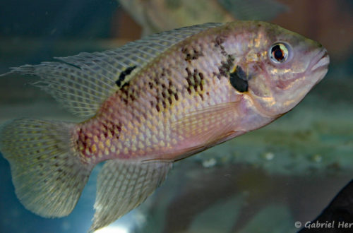 Pelmatochromis nigrofasciatus (Vichy, congrès AFC 2007)