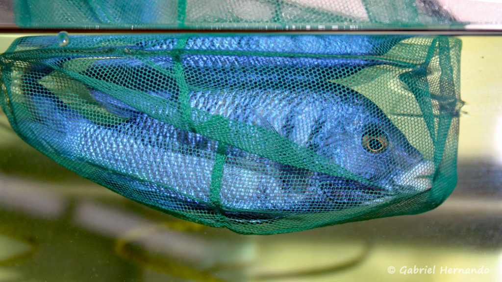 Placidochromis phenochilus dans sa prison improvisée