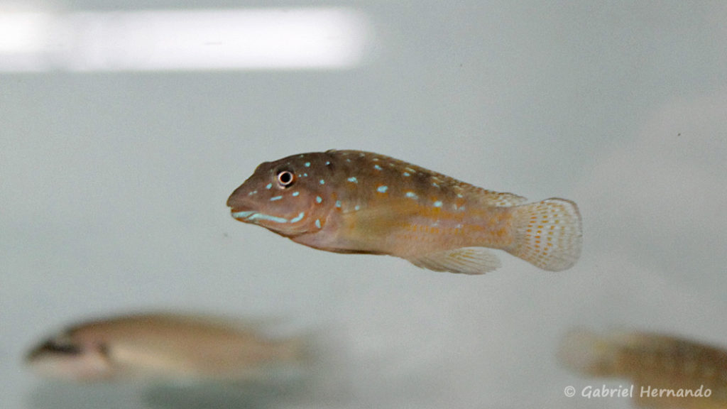 Spathodus erythrodon (Verduijn Cichlids, Pays Bas, mai 2014)