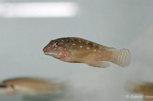 Spathodus erythrodon (Verduijn Cichlids, Pays Bas, mai 2014)