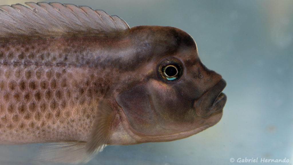 Steatocranus casuarius   (Villebon sur Yvette, congrès AFC 2009)