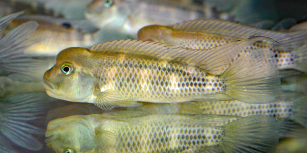 Steatocranus casuarius (Vichy, , congrès AFC 2007)