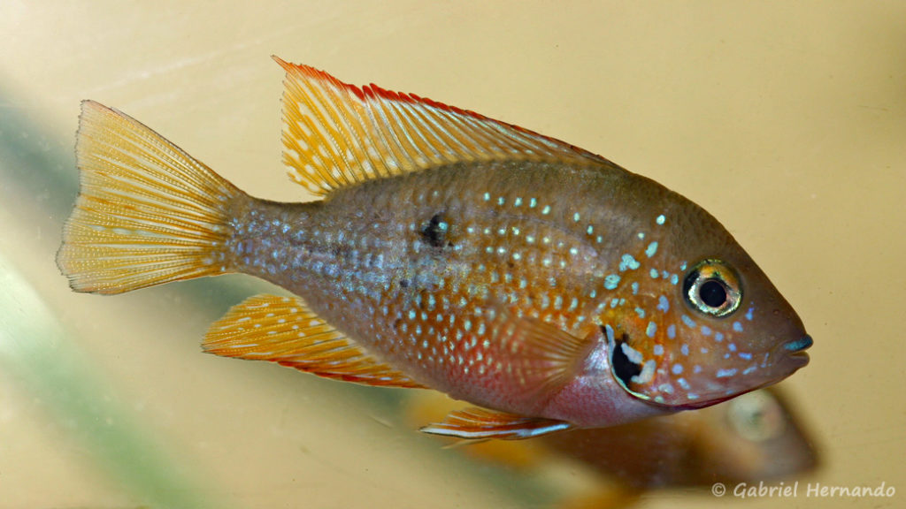 Thorichthys maculipinnis (Hobby zoo Tillman, Duisbourg, mars 2009)an, mars 2009)